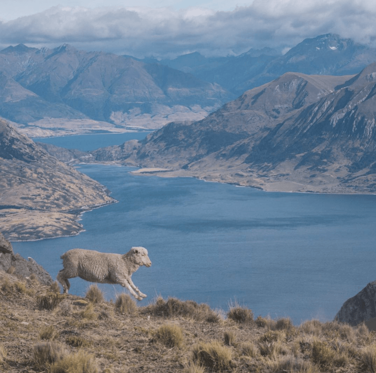 What Living as an Expat in New Zealand is Really Like